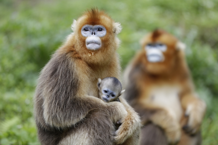 Golden-snubed Monkey Family
